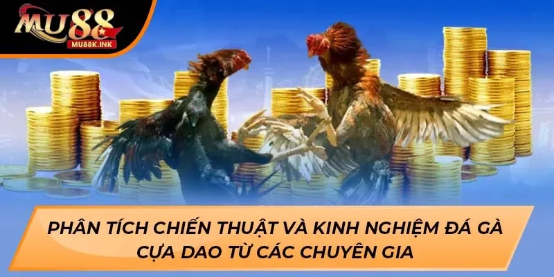 Đá gà cựa dao