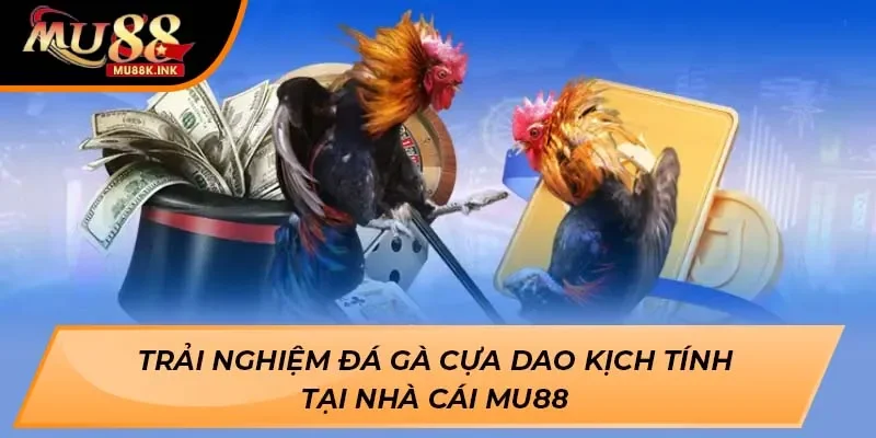 Đá gà cựa dao